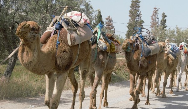 Spass im Doppelpack: Karawane & Quad – Bild 3