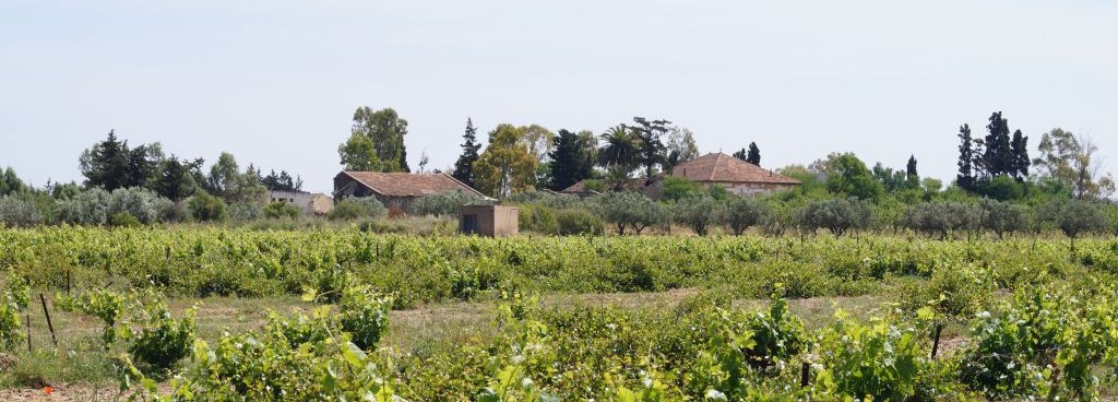 Römerstädte: Thuburbus Majus, Oudhna und Zaghouan