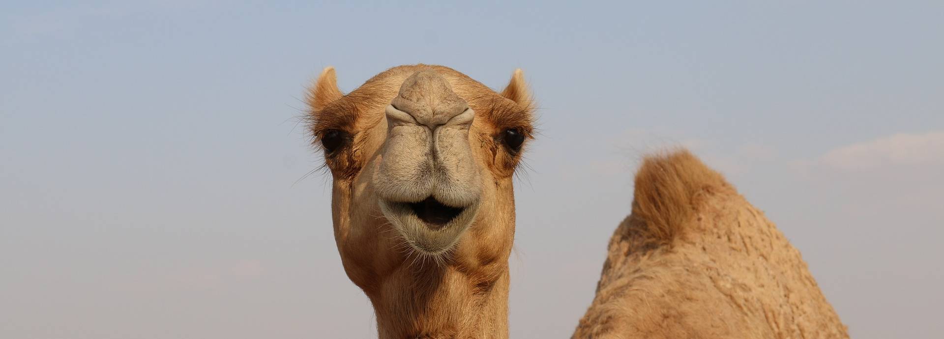 Wüstenschiff – Bild 5