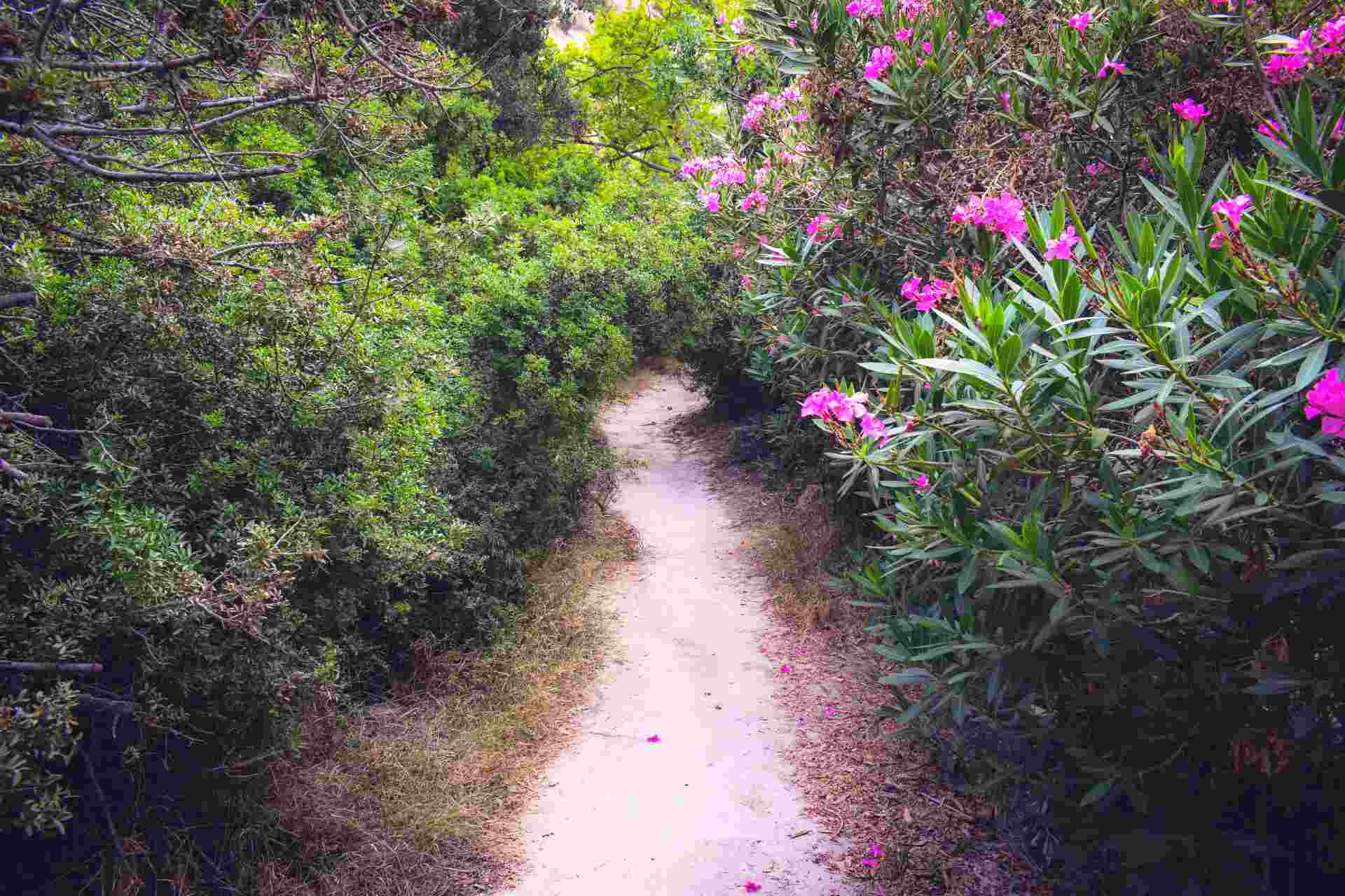 Jeep-Tour: Akamas-Halbinsel - halbtags – Bild 5