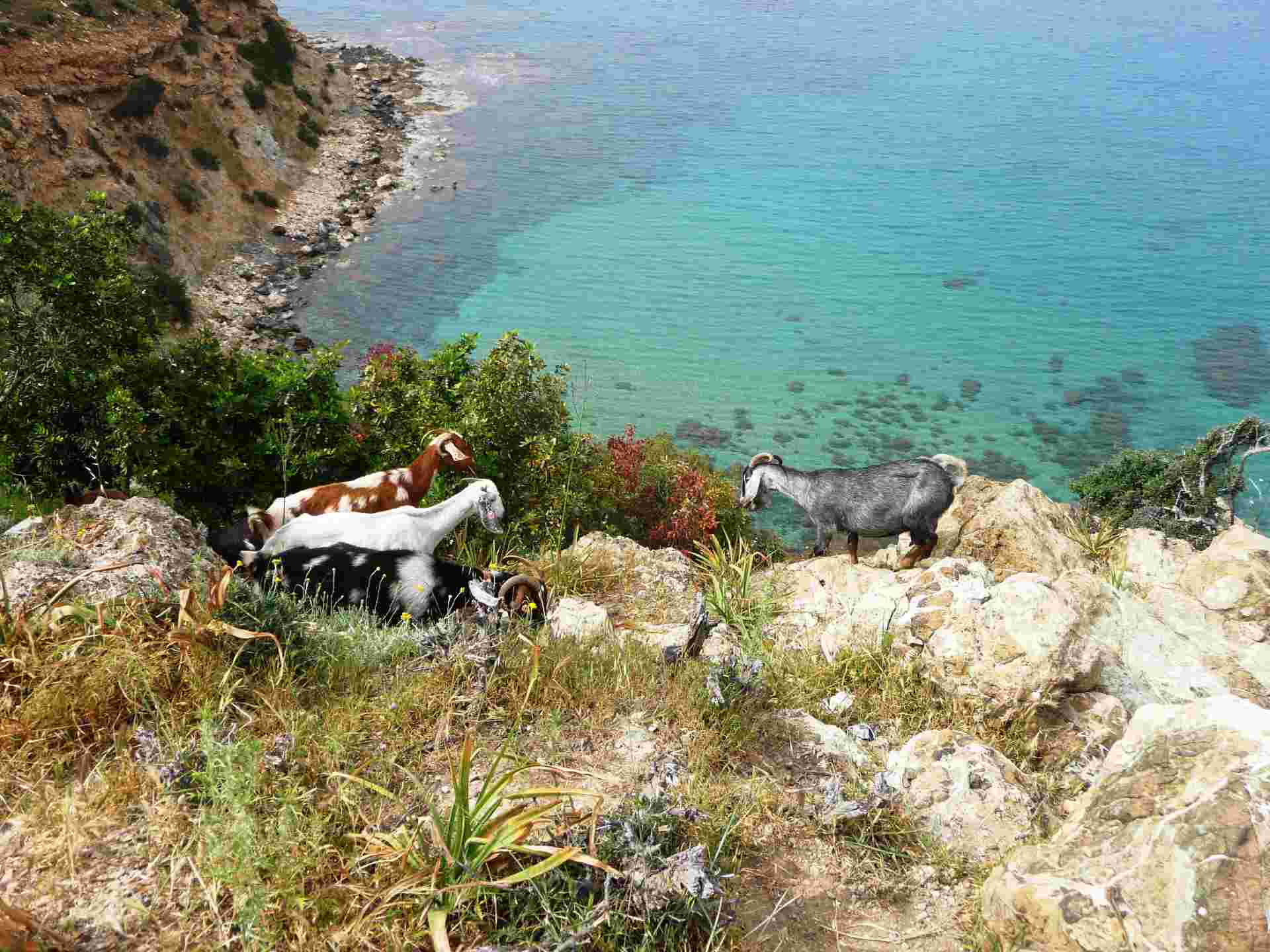 Jeep-Tour: Akamas-Halbinsel - halbtags – Bild 3