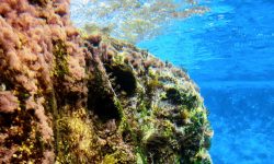 transdivers_tauchen_1_1920x690