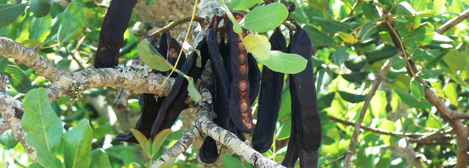 Das schwarze Gold Zyperns